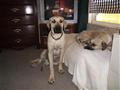 Blackmouth Cur